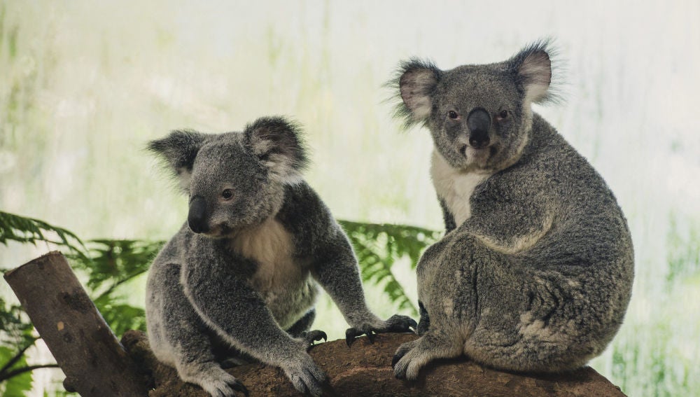 Koalas