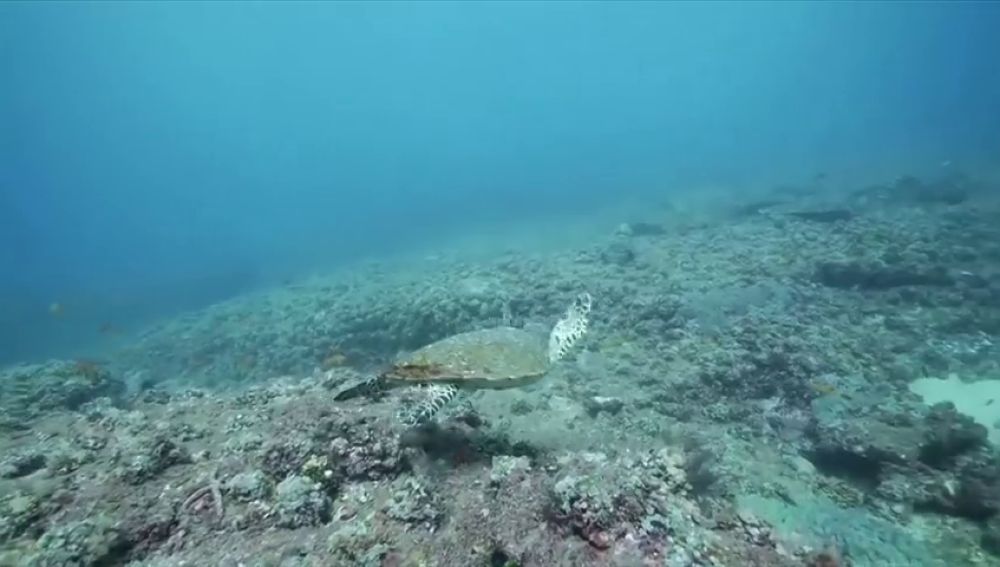 Aumenta el riesgo de muerte de las tortugas marinas bebés por ingerir plásticos en el mar