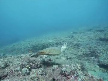 Aumenta el riesgo de muerte de las tortugas marinas bebés por ingerir plásticos en el mar