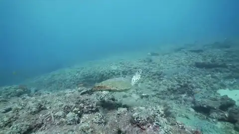 Aumenta el riesgo de muerte de las tortugas marinas bebés por ingerir plásticos en el mar Aumenta el riesgo de muerte de las tortugas marinas bebés por ingerir plásticos en el mar