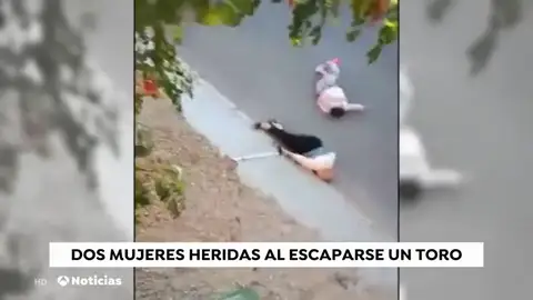 Un toro se escapa del encierro de Arcas y es abatido tras herir a dos personas Un toro se escapa del encierro de Arcas y es abatido tras herir a dos personas