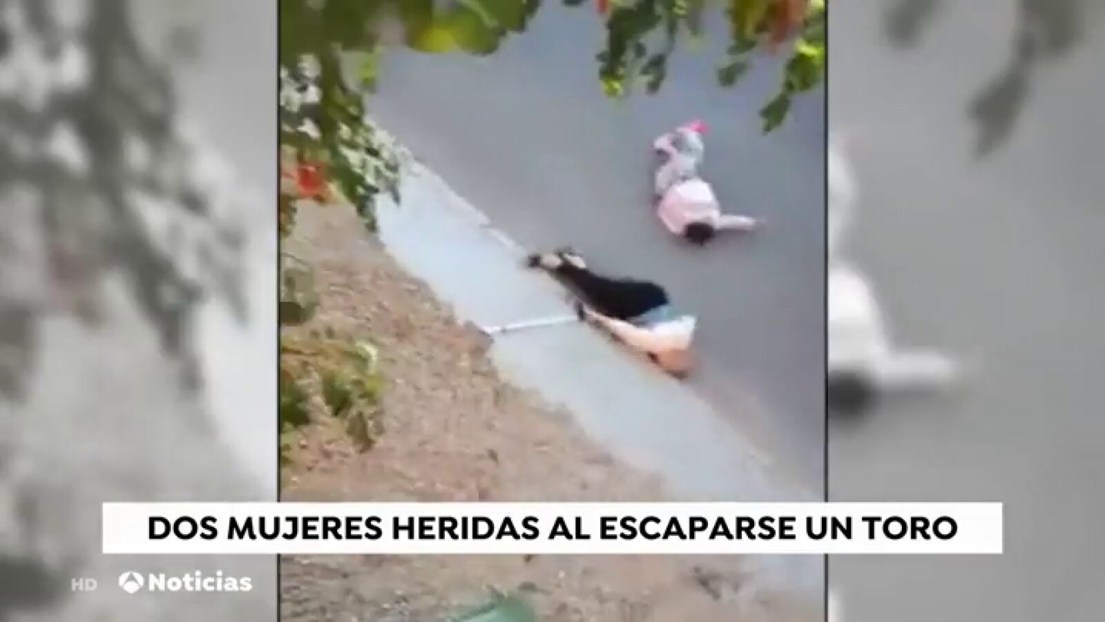 Un toro se escapa del encierro de Arcas y es abatido tras herir a dos personas