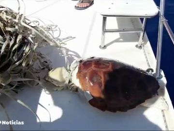 Los animales marinos de Canarias conviven con medio kilo de plástico por cada kilómetro cuadrado