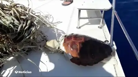 Los animales marinos de Canarias conviven con medio kilo de plástico por cada kilómetro cuadrado Los animales marinos de Canarias conviven con medio kilo de plástico por cada kilómetro cuadrado