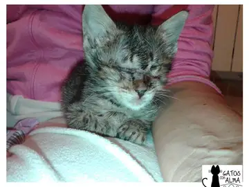 El cachorro que fue maltratado en Girona El cachorro que fue maltratado en Girona