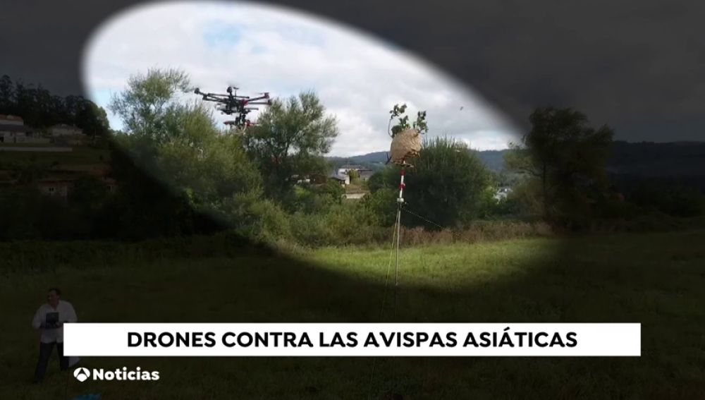 Drones con misiles para acabar con las avispas velutinas
