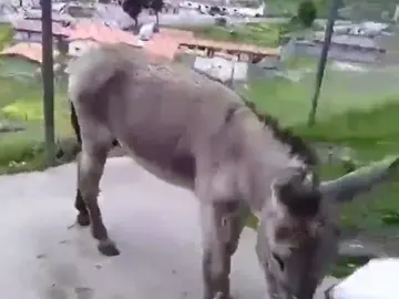 Dos bomberos en Venezuela podrían ser condenados a 20 años de prisión por grabar un vídeo en el que comparan a Maduro con un burro Dos bomberos en Venezuela podrían ser condenados a 20 años de prisión por grabar un vídeo en el que comparan a Maduro con un burro