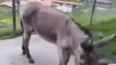 Dos bomberos en Venezuela podrían ser condenados a 20 años de prisión por grabar un vídeo en el que comparan a Maduro con un burro Dos bomberos en Venezuela podrían ser condenados a 20 años de prisión por grabar un vídeo en el que comparan a Maduro con un burro