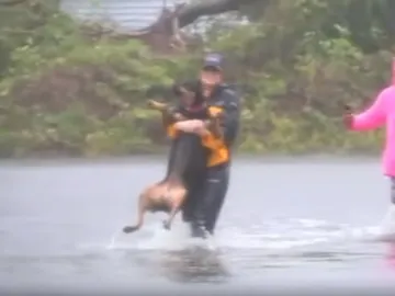 Rescata a un perro en pleno directo Rescata a un perro en pleno directo