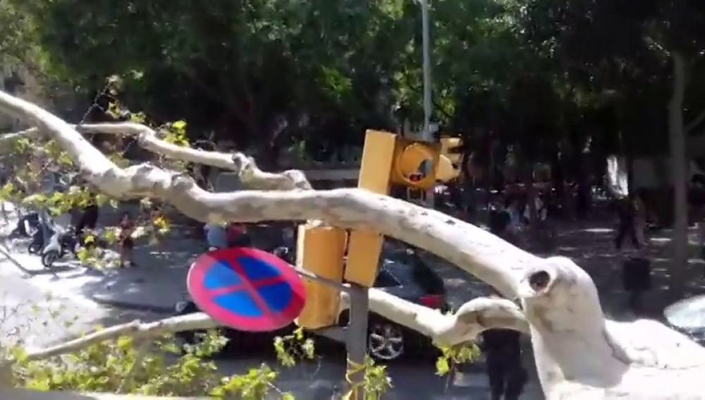Un árbol de grandes dimensiones cae en el centro de Barcelona