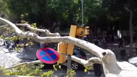 Un árbol de grandes dimensiones cae en el centro de Barcelona Un árbol de grandes dimensiones cae en el centro de Barcelona