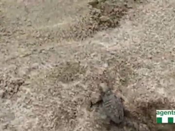 Nacen tortugas marinas a los pies de los bañistas en Cambrils