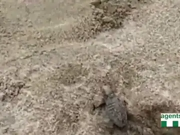 Nacen tortugas marinas a los pies de los bañistas en Cambrils Nacen tortugas marinas a los pies de los bañistas en Cambrils