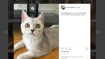 Mimo, el gatito neoyorquino