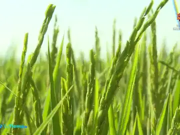 El arroz está a punto de ser cosechado en Extremadura, la segunda región más productora de España El arroz está a punto de ser cosechado en Extremadura, la segunda región más productora de España
