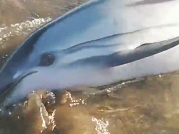 Rescatan a un delfín desorientado que insistía en volver a la orilla