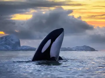 Un grupo de orcas da un susto a los tripulantes de un barco que vieron como golpeaban la embarcación Un grupo de orcas da un susto a los tripulantes de un barco que vieron como golpeaban la embarcación