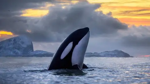 Un grupo de orcas da un susto a los tripulantes de un barco que vieron como golpeaban la embarcación Un grupo de orcas da un susto a los tripulantes de un barco que vieron como golpeaban la embarcación