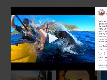 Momento en que una foca ataca a un kayakista con un pulpo Momento en que una foca ataca a un kayakista con un pulpo