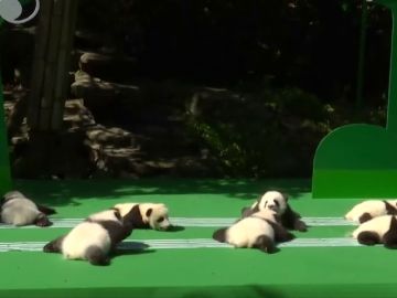 Doce crías de oso panda viven su primer día frente al público
