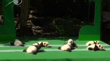 Doce crías de oso panda viven su primer día frente al público