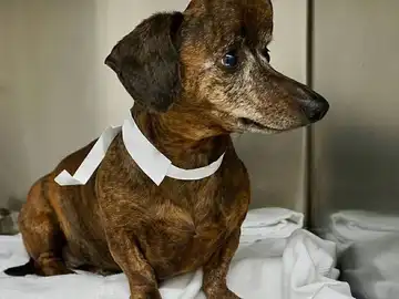 Imagen del perro Imagen del perro