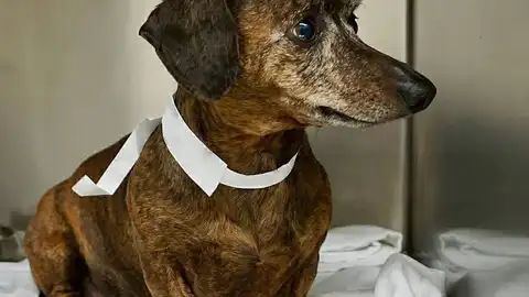 Imagen del perro Imagen del perro