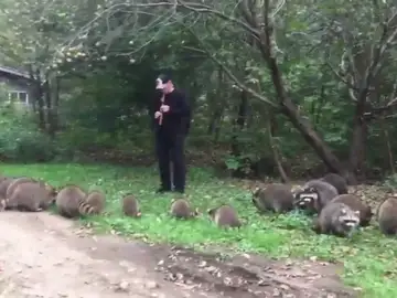 'Flautista de Amelín estadounidense', un hombre toca la flauta y atrae a los mapaches 'Flautista de Amelín estadounidense', un hombre toca la flauta y atrae a los mapaches