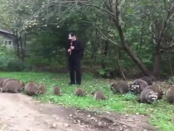 'Flautista de Amelín estadounidense', un hombre toca la flauta y atrae a los mapaches 'Flautista de Amelín estadounidense', un hombre toca la flauta y atrae a los mapaches