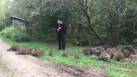 'Flautista de Amelín estadounidense', un hombre toca la flauta y atrae a los mapaches 'Flautista de Amelín estadounidense', un hombre toca la flauta y atrae a los mapaches