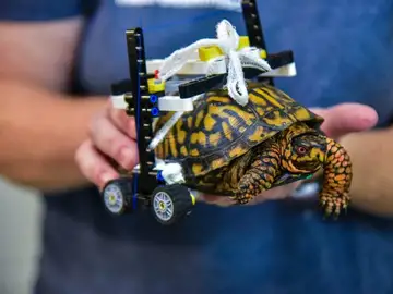 La tortuga con su silla de ruedas La tortuga con su silla de ruedas
