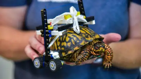 La tortuga con su silla de ruedas La tortuga con su silla de ruedas