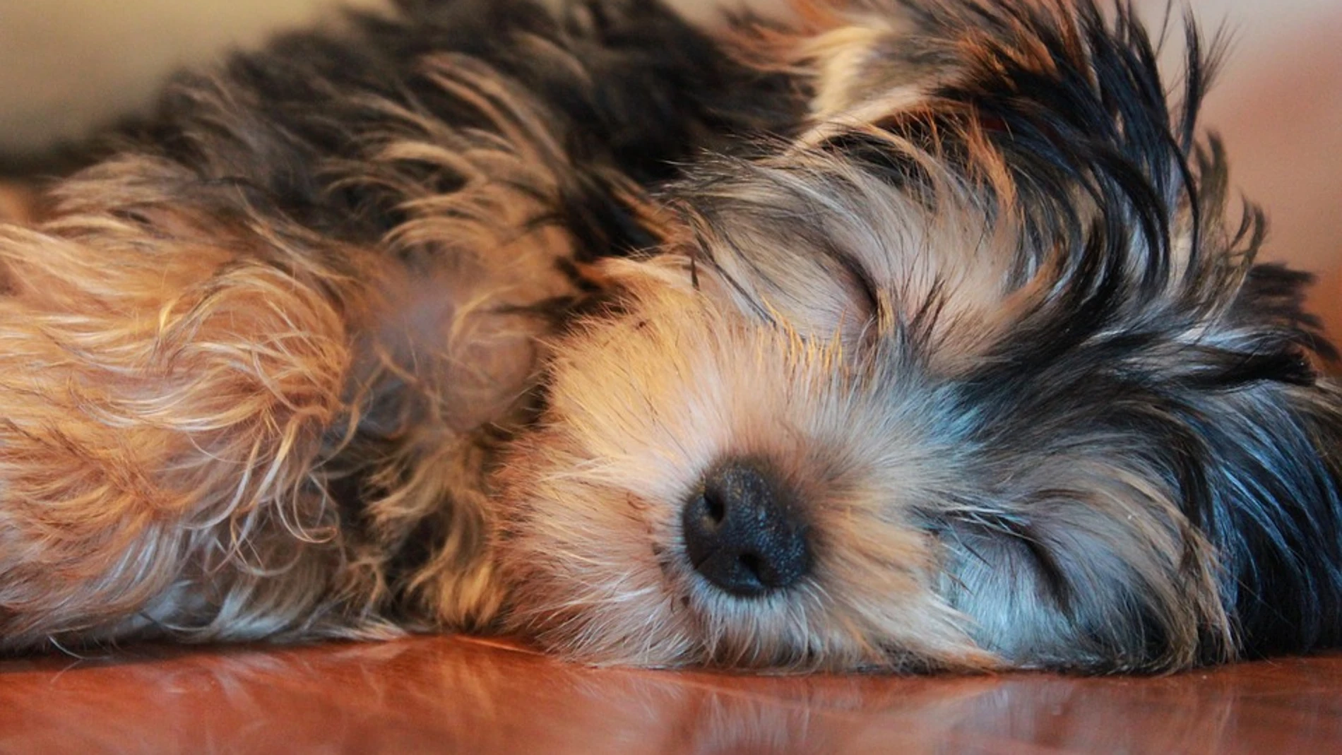 Imagen de archivo de un yorkshire Imagen de archivo de un yorkshire