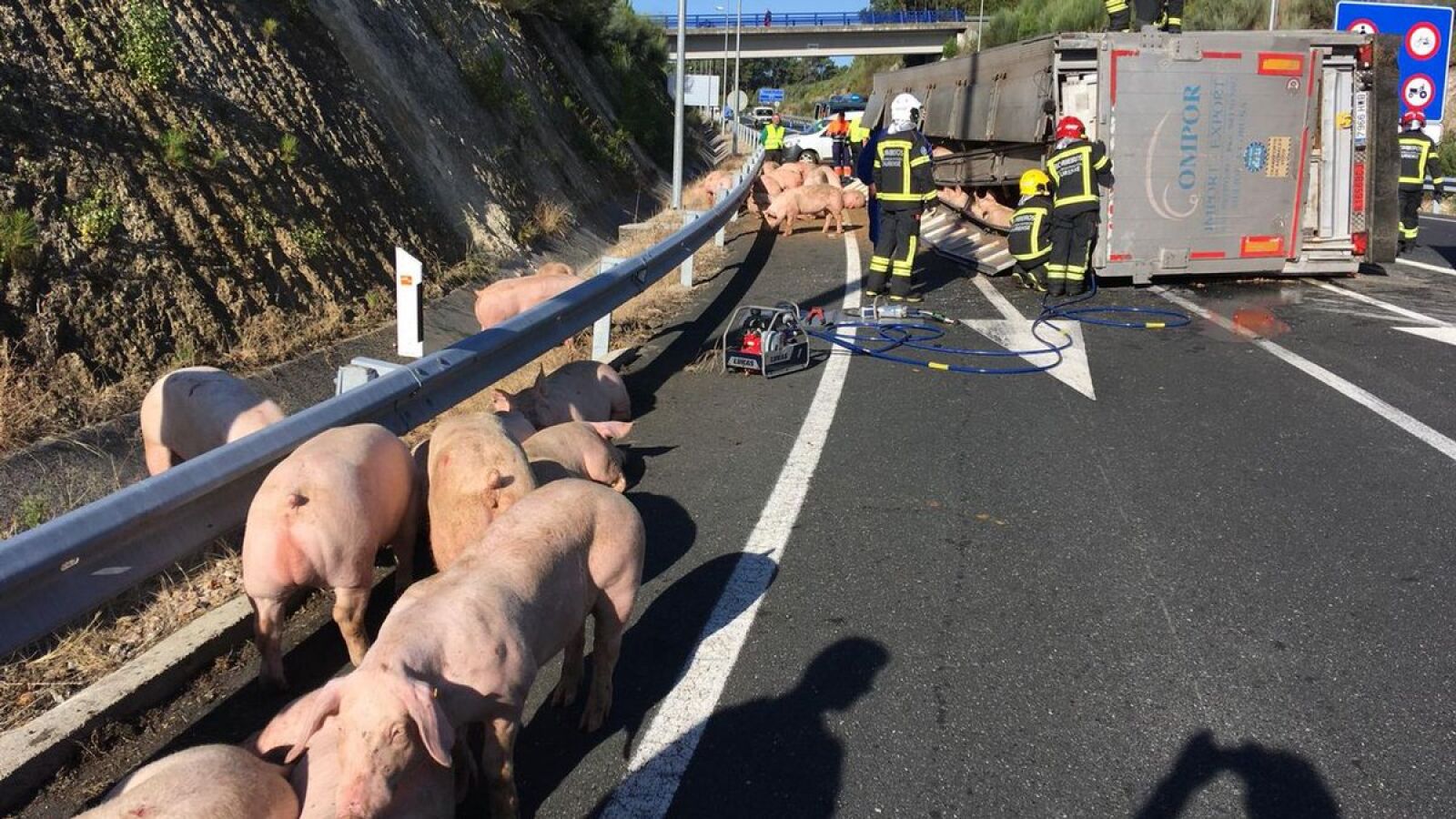 Un camión que transportaba cerdos vuelca tras un accidente de tráfico y deja retenciones de más de 10 km en la AP-7 