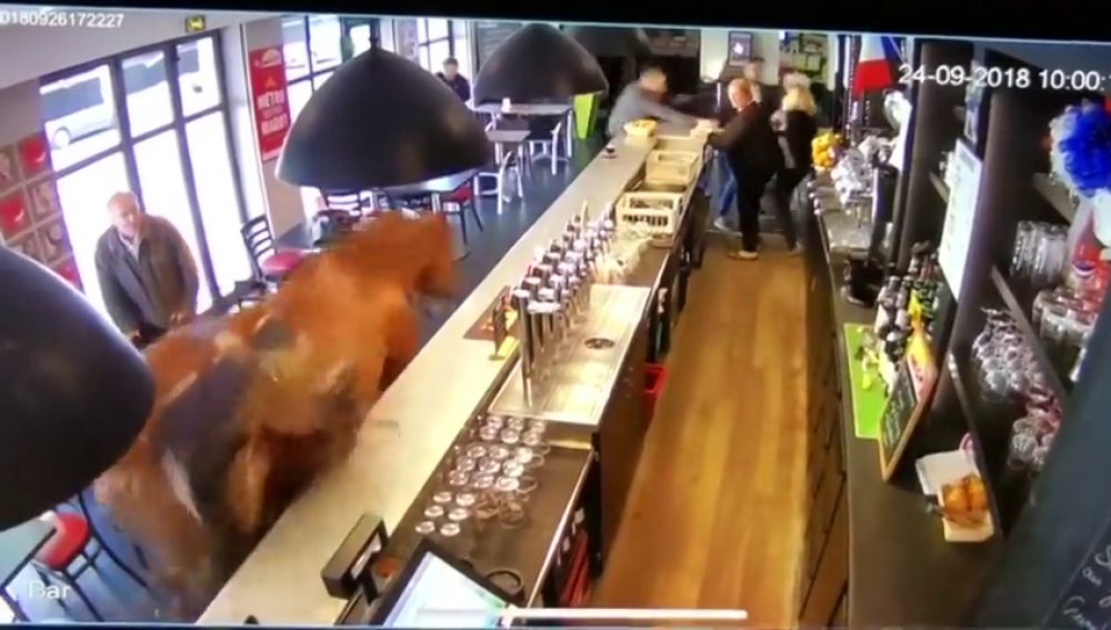 Escenas de pánico en un bar francés tras entrar a galope un caballo descontrolado
