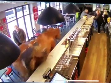 Escenas de pánico en un bar francés tras entrar a galope un caballo descontrolado