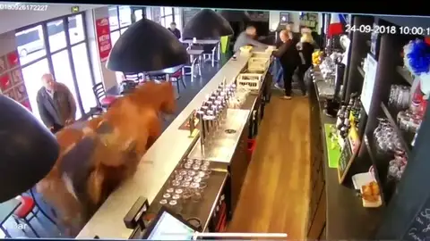 Escenas de pánico en un bar francés tras entrar a galope un caballo descontrolado Escenas de pánico en un bar francés tras entrar a galope un caballo descontrolado