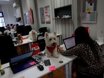 Perros en la oficina