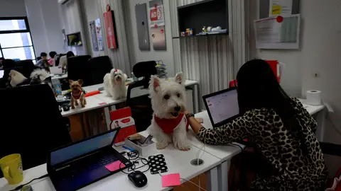 Perros en la oficina Perros en la oficina