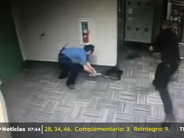 Tres policías persiguen durante dos horas a dos mapaches que se habían colado en una comisaría de Texas Tres policías persiguen durante dos horas a dos mapaches que se habían colado en una comisaría de Texas