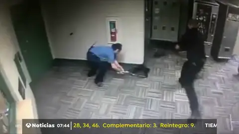 Tres policías persiguen durante dos horas a dos mapaches que se habían colado en una comisaría de Texas Tres policías persiguen durante dos horas a dos mapaches que se habían colado en una comisaría de Texas