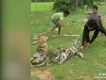 Unos niños salvan a su perro de morir asfixiado por una serpiente Unos niños salvan a su perro de morir asfixiado por una serpiente
