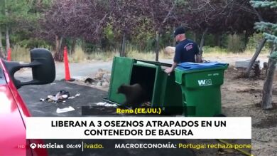 Liberan a tres oseznos atrapados en un cubo de basura y corren hacia el bosque en busca de su madre