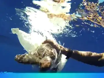 Los océanos podrían estar llenos de bolsas de plástico en el futuro Los océanos podrían estar llenos de bolsas de plástico en el futuro