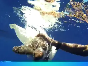 Los océanos podrían estar llenos de bolsas de plástico en el futuro Los océanos podrían estar llenos de bolsas de plástico en el futuro