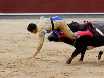 El diestro Rubén Pinar es cogido por el todo durante la tradicional corrida del "Día de la Hispanidad" El diestro Rubén Pinar es cogido por el todo durante la tradicional corrida del "Día de la Hispanidad"
