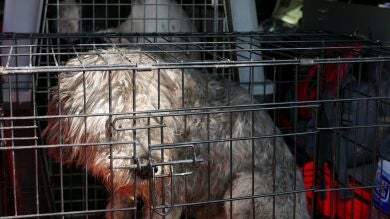 Fundació Natura Parc recoge más de un centenar de animales muertos en las inundaciones de Mallorca