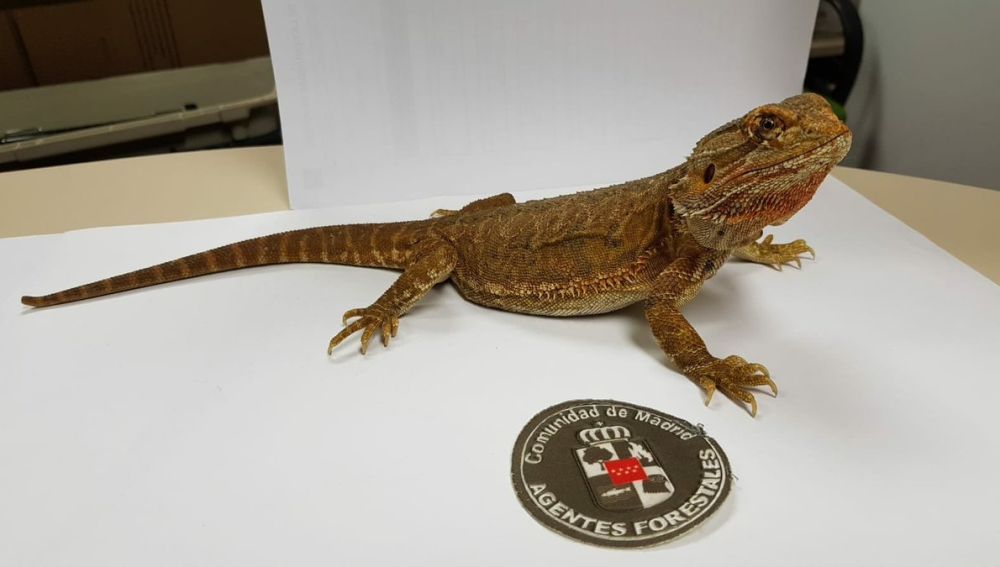 El dragón barbudo rescatado
