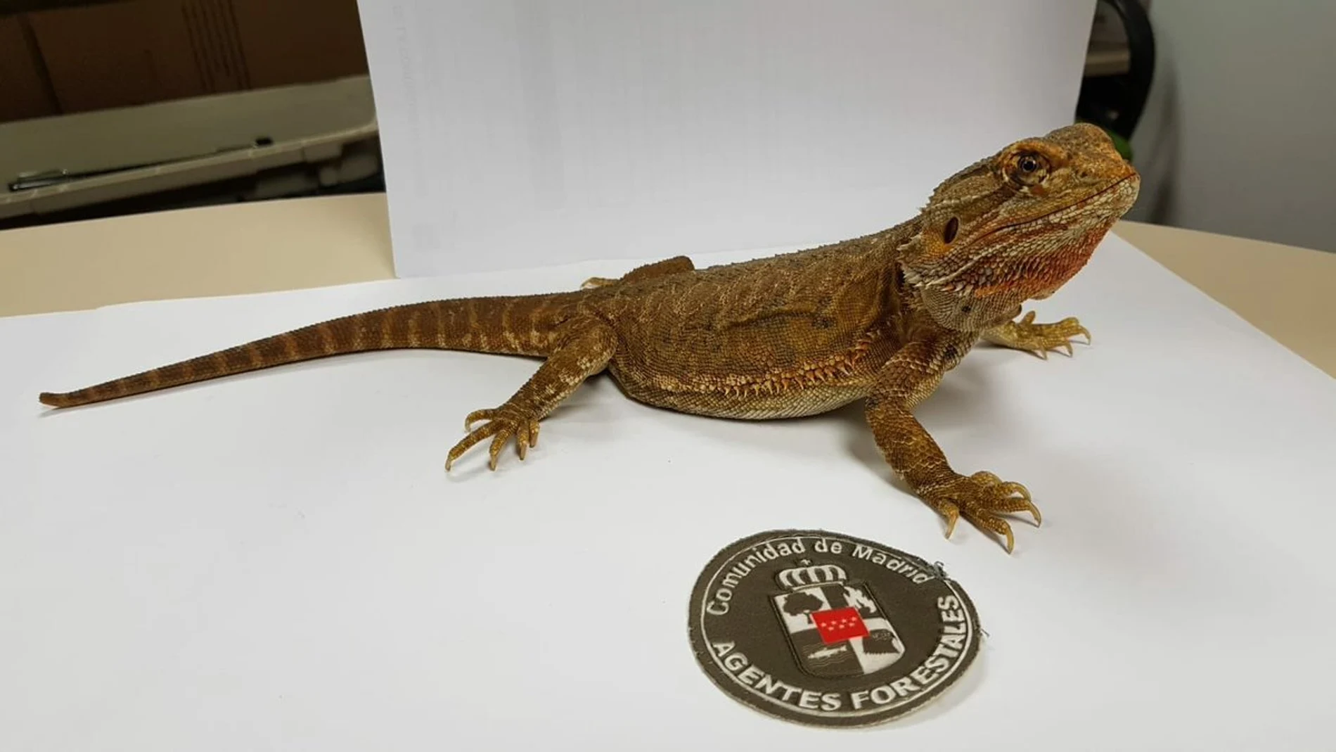 El dragón barbudo rescatado El dragón barbudo rescatado