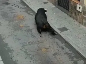 Atropella un toro en Brihuega tras haber logrado escapar de un encierro en Guadalajara Atropella un toro en Brihuega tras haber logrado escapar de un encierro en Guadalajara